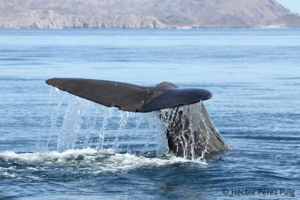 Sperm whale departure linked to decline in jumbo squid population in Gulf of California