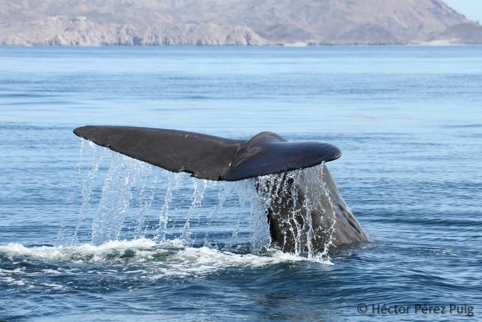 Sperm whale departure