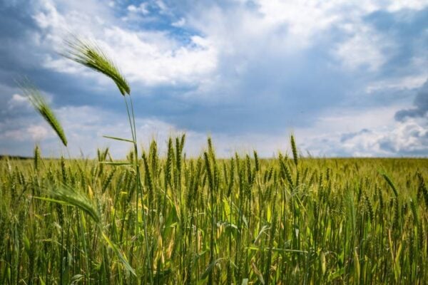 wheat in a field