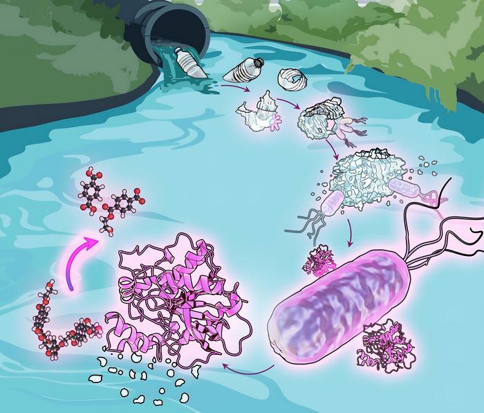 Comamonas bacteria live in wastewater, where they break down plastic waste for food.