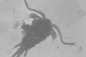 Scientists were recently surprised to find that the natural community of zooplankton — tiny, aquatic animals known to graze on bacteria — present in freshwater and saltwater do not clean water that is contaminated with fecal microorganisms. Pictured: One of the zooplankton found in the water samples is the adult copepod, a miniature crustacean that is about the size of the period at the end of this sentence.