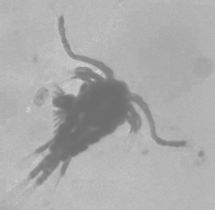  One of the zooplankton found in the water samples is the adult copepod, a miniature crustacean that is about the size of the period at the end of this sentence.