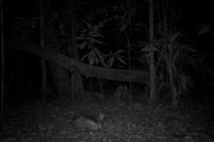 Armadillo. Armadillos are lunar phobic and less active when there is more lunar/moon illumination. Taken by a wildlife camera.