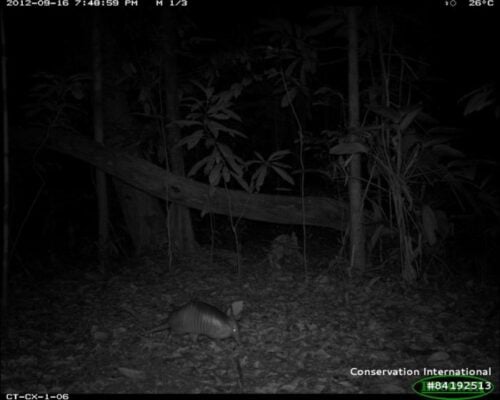 Armadillo. Armadillos are lunar phobic and less active when there is more lun...                    </div>

                    <div class=