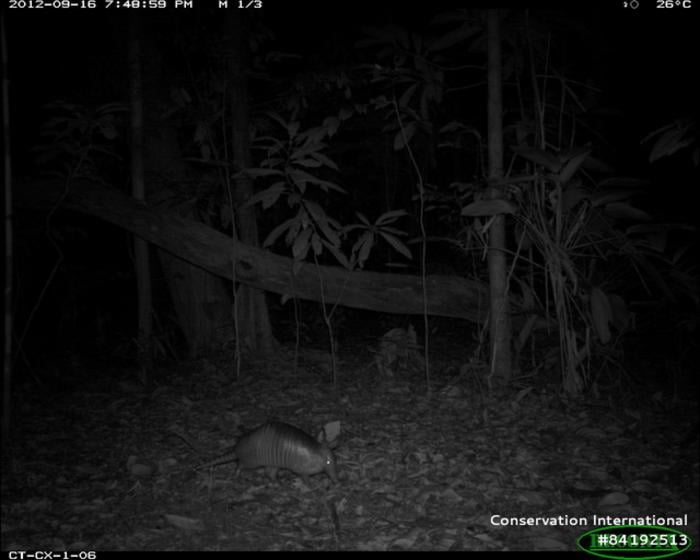 Armadillo. Armadillos are lunar phobic and less active when there is more lunar/moon illumination. Taken by a wildlife camera.