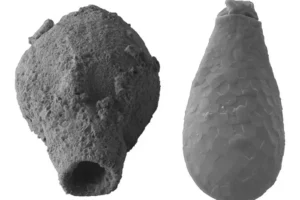 Left, a fossilized thecamoebian believed to have lived 720-635 mya. Right, a specimen from a group of modern amoebozoan testate amoebae