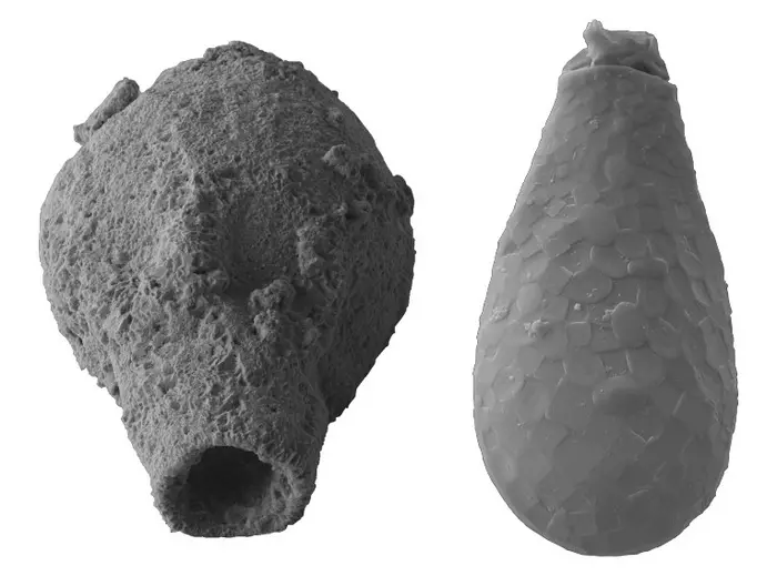 Left, a fossilized thecamoebian believed to have lived 720-635 mya. Right, a specimen from a group of modern amoebozoan testate amoebae