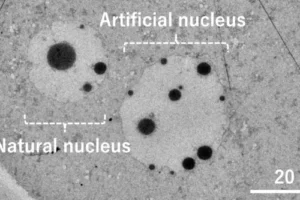 The artificial cell nucleus (right) constructed using the purified DNA was morphologically very similar to the natural cell nucleus derived from an egg (left).