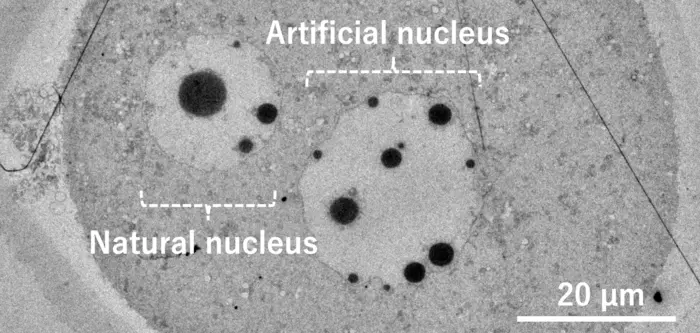 The artificial cell nucleus (right) constructed using the purified DNA was morphologically very similar to the natural cell nucleus derived from an egg (left).