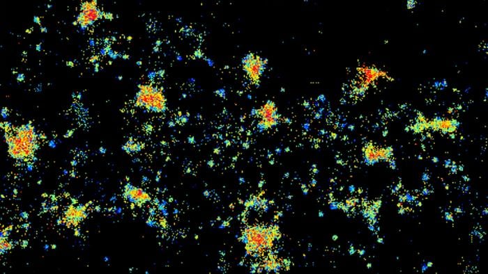 Cold Spring Harbor Laboratory’s Furukawa lab is studying an autoimmune disease called anti-NMDAR encephalitis in collaboration with Professor Christian Geis’ team at the University of Jena and the SYNABS research unit in Germany. Here, we see antibodies from a human anti-NMDAR encephalitis patient (purple) binding to NMDARs (green) in a mouse brain. Areas marked red indicate high levels of antibody binding. Additionally, the impact of these antibodies on memory could be assessed using a new system established in collaboration between Furukawa and colleagues at the Max Planck Florida Institute for Neuroscience.