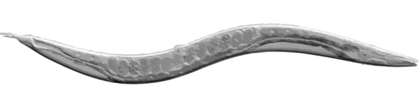 c-elegans