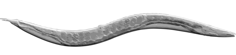 c-elegans