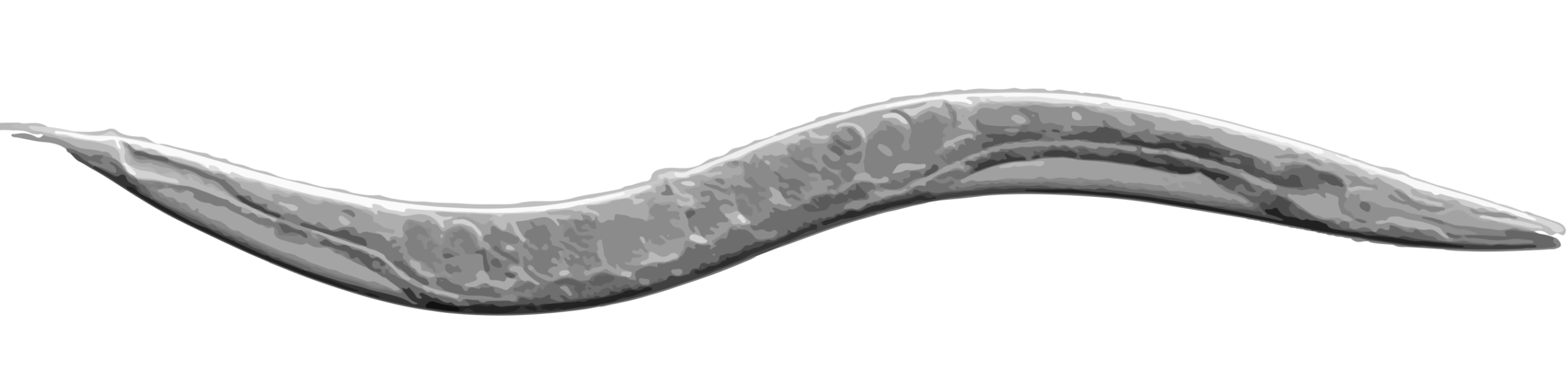 c-elegans