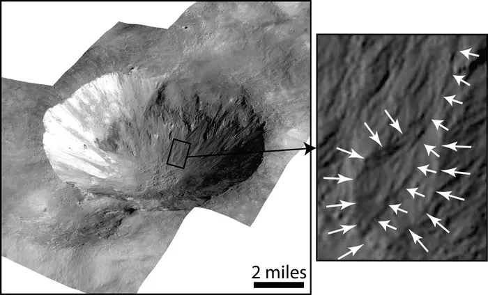 This image of the Cornelia Crater on Vesta shows lobate deposits (right) and curvilinear gullies (highlighted by the short white arrows, left). According to a newly published paper in The Planetary Science Journal, ice underneath the surface of an airless world could be excavated and melted by an impact, such as from a meteoroid impact, and then flow along the walls of the impact crater as liquid brines to form these distinct surface features.