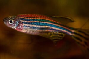 Zebrafish Credit: Kuznetsov_Peter