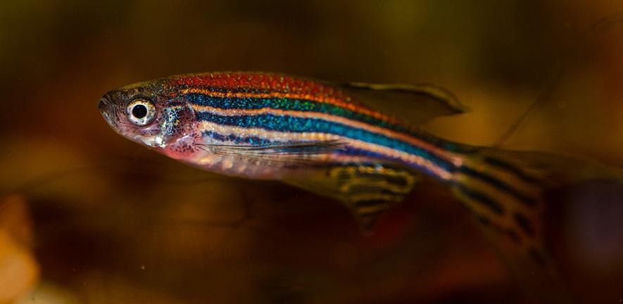 Zebrafish Credit: Kuznetsov_Peter