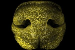 Volumetric imaging of an embryonic dog nose, obtained with light-sheet fluorescence microscopy.