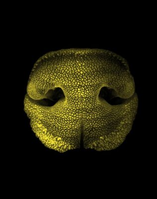 Volumetric imaging of an embryonic dog nose, obtained with lig...                    </div>

                    <div class=