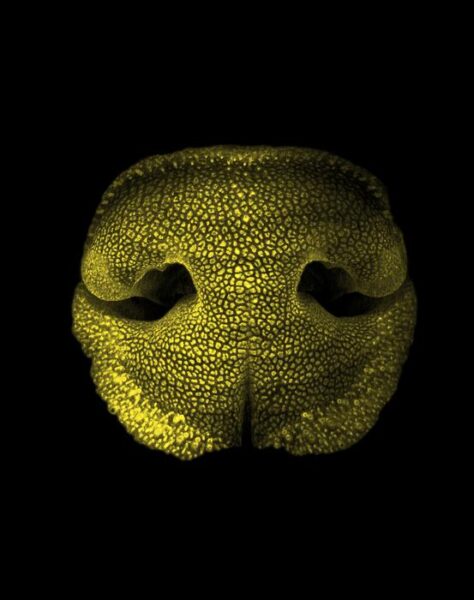 Volumetric imaging of an embryonic dog nose, obtained with light-sheet fluorescence microscopy.