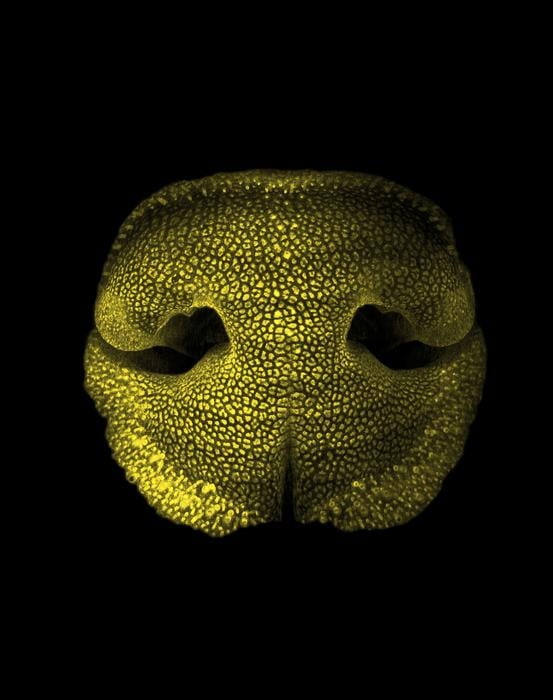 Volumetric imaging of an embryonic dog nose, obtained with light-sheet fluorescence microscopy.