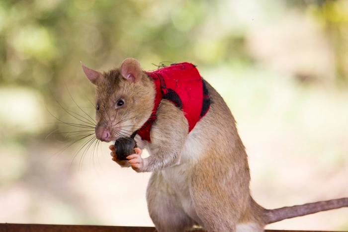 Giant rats could soon fight illegal wildlife trade by sniffing out elephant tusk and rhino horn