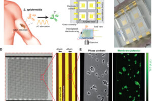 An interdigitated stimulation platform enables the assessment of bacterial excitability in response to electrical stimulation