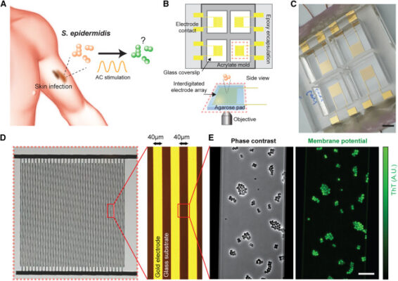 An interdigitated stimulation platform enables the assessment of bacterial excitability in response to electrical stimulation