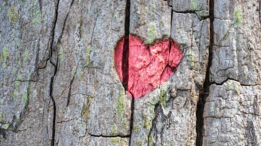 red heart carved in a tree