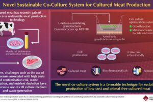 Researchers have developed a system where liver cells and photosynthetic microorganisms can be grown together to create a low-cost, environmentally friendly medium to grow muscle cells without the use of animal serum.