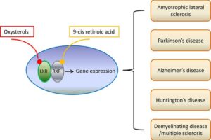 Liver X receptors (LXRs) and related neurological disorders.