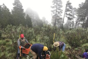 Planting Abies religiosa (Sacred fir) seedlings under the shade of pre-existing shrubs (Senecio cinerarioides, narrow green-greyish foliage) as protective “nurse plants”. Large trees on background are adult Pinus hartwegii, the pine that reaches the timberline. Abies religiosa is completely absent in this site at 3800 m of elevation, northeaster slope of Nevado de Toluca volcano, central Mexico, because it is too high in elevation. Planters personnel are locals of Native Indian origin.