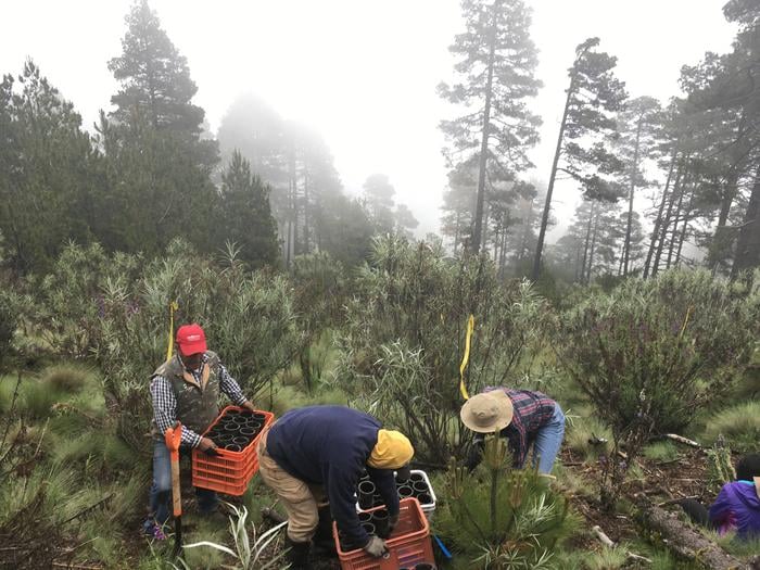 Planting Abies religiosa (Sacred fir) seedlings under the shade of pre-existing shrubs (Senecio cinerarioides, narrow green-greyish foliage) as protective “nurse plants”. Large trees on background are adult Pinus hartwegii, the pine that reaches the timberline. Abies religiosa is completely absent in this site at 3800 m of elevation, northeaster slope of Nevado de Toluca volcano, central Mexico, because it is too high in elevation. Planters personnel are locals of Native Indian origin.