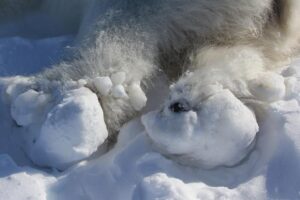 This photo shows the rear paws of a polar bear temporarily sedated for research in East Greenland in 2022. The bear has large chunks of ice frozen onto its feet, which the researchers removed. It is one of two polar bears showing this type of buildup, which appears to be a new phenomenon affecting some polar bears in the Far North.