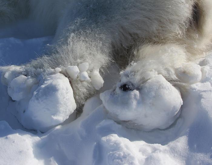 This photo shows the rear paws of a polar bear temporarily sedated for research in East Greenland in 2022. The bear has large chunks of ice frozen onto its feet, which the researchers removed. It is one of two polar bears showing this type of buildup, which appears to be a new phenomenon affecting some polar bears in the Far North.