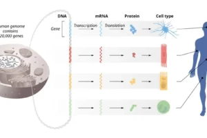 The flow of genetic information from DNA to mRNA to proteins. The identical genetic information is stored in DNA of all cells in our bodies. This requires precise regulation of gene activity so that only the correct set of genes is active in each specific cell type. © The Nobel Committee for Physiology or Medicine. Ill. Mattias Karlén