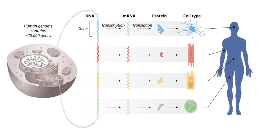 The flow of genetic information from DNA to mRNA to proteins. The identical genetic information is stored in DNA of all cells in our bodies. This requires precise regulation of gene activity so that only the correct set of genes is active in each specific cell type. © The Nobel Committee for Physiology or Medicine. Ill. Mattias Karlén