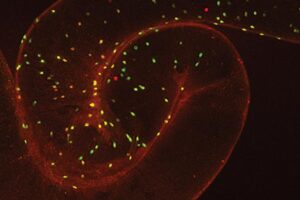 Pictures taken with a confocal microscope of the gut of drosophila (fruit fly) show enteroendocrine cells that express the NPF neuropeptide. Image courtesy of Marc Tatar.