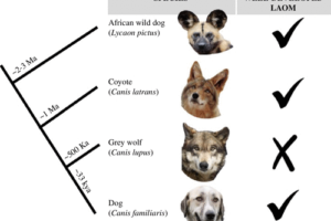 coyote and other canid infogrpahic