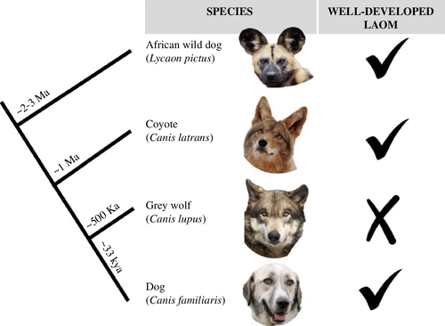 coyote and other canid infogrpahic