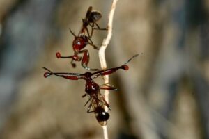 A confrontation between stalk-eyed flies. Image by Gerald Wilkinson.