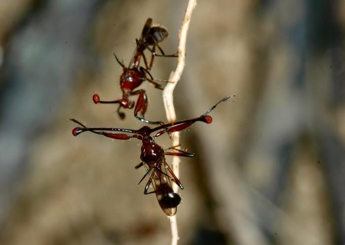 A confrontation between stalk-eyed flies. Image by Gerald Wilkinson.