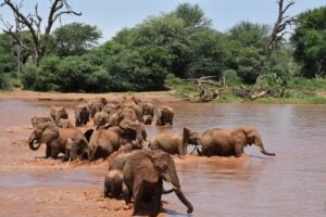 As several families cross the Ewaso Ngiro River, a female elephant responds to her calf’s distress call. Credit: George Wittemyer/Colorado State University