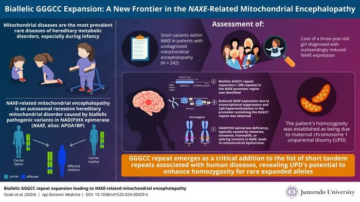 Biallelic GGGCC repeat expansion in the promoter region of the NAXE gene has been found to be linked to mitochondrial dysfunction leading to mitochondrial encephalopathy