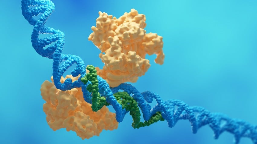 The CRISPR gene scissors can correct mutations in DNA very precisely. However, the treatment of genetic defects can lead to new errors in the genome that may pose health risks. (Image: iStock/luismmolina)