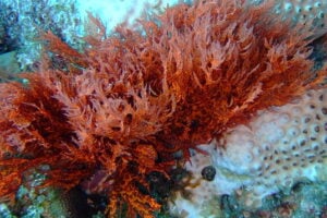 Carrageenan