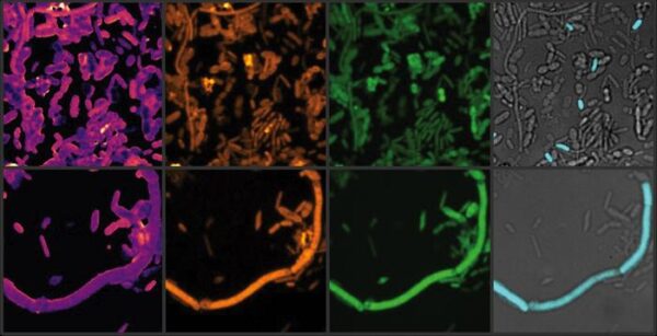 Chemical imaging of active gut microbes