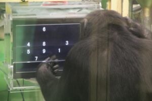 Chimpanzee Pal doing task type 3