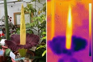 A heatmap of titus arum, or the corpse flower, shows that the plant's central towering spike known as the appendix heats up to about 20 degrees Fahrenheit over the ambient temperature when the flower blooms.