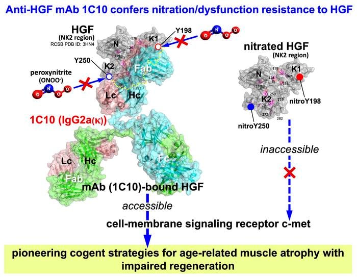 HGF nitration disrupts muscle homeostasis as an organism age. The new rat anti-HGF monoclonal antibody the research team developed, called 1H41C10, specially binds to the nitration sites of HGF and blocks nitration. The team hopes that this can eventually lead to therapies that can treat age-related muscle atrophy and impaired muscle regeneration.