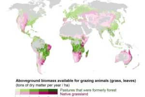 Amount of edible pasture grasses and vegetation grown in each gridcell per year for grazing livestock (pasture aboveground biomass). Darker colors refer to more annual pasture growth per unit area. Green shows pasture growth in potential forest areas, where pasture has replaced areas that were once forested. Pink shows pasture growth in native grassland areas.